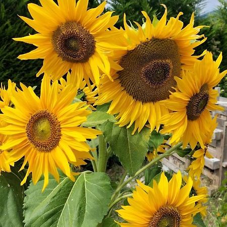 سانزينو I Girasoli المظهر الخارجي الصورة