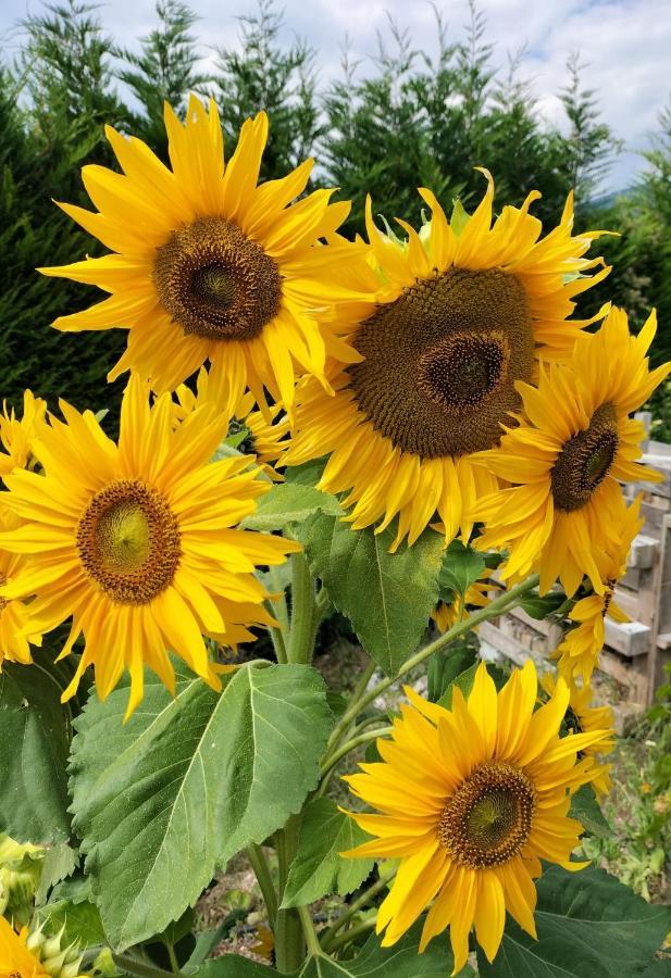 سانزينو I Girasoli المظهر الخارجي الصورة