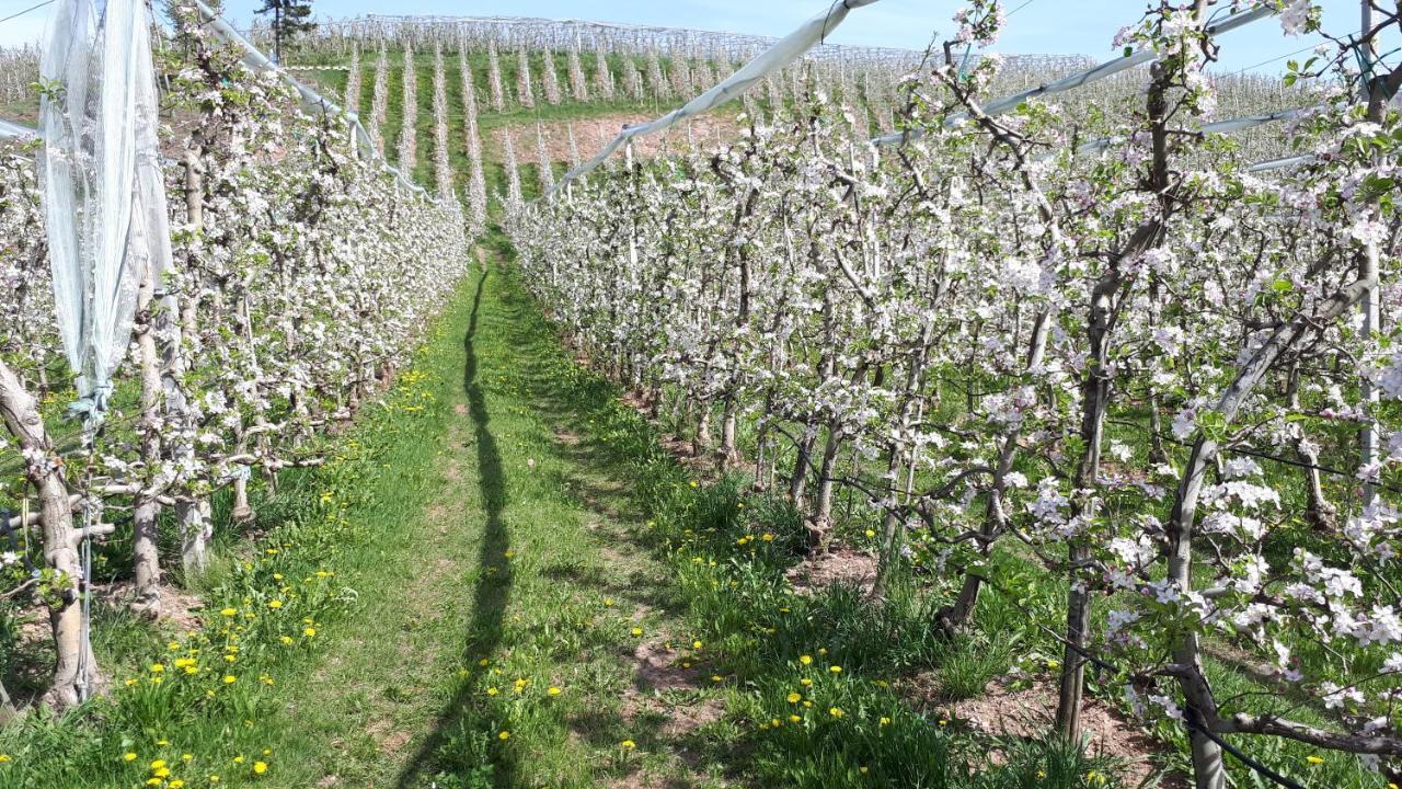 سانزينو I Girasoli المظهر الخارجي الصورة