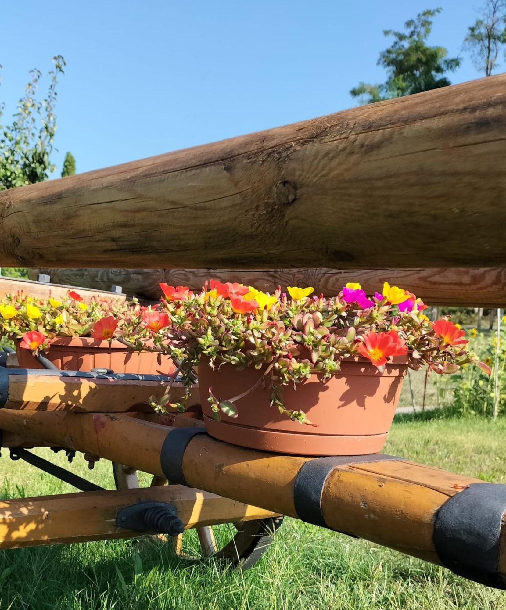 سانزينو I Girasoli المظهر الخارجي الصورة