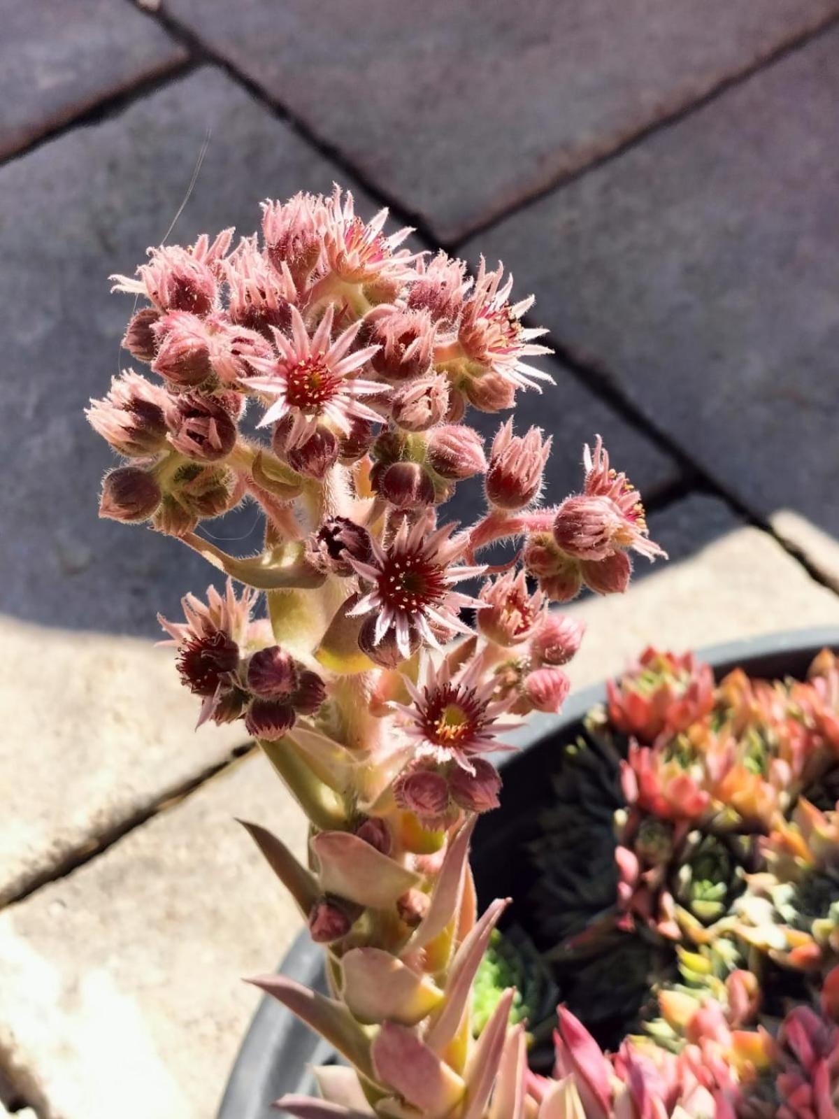سانزينو I Girasoli المظهر الخارجي الصورة