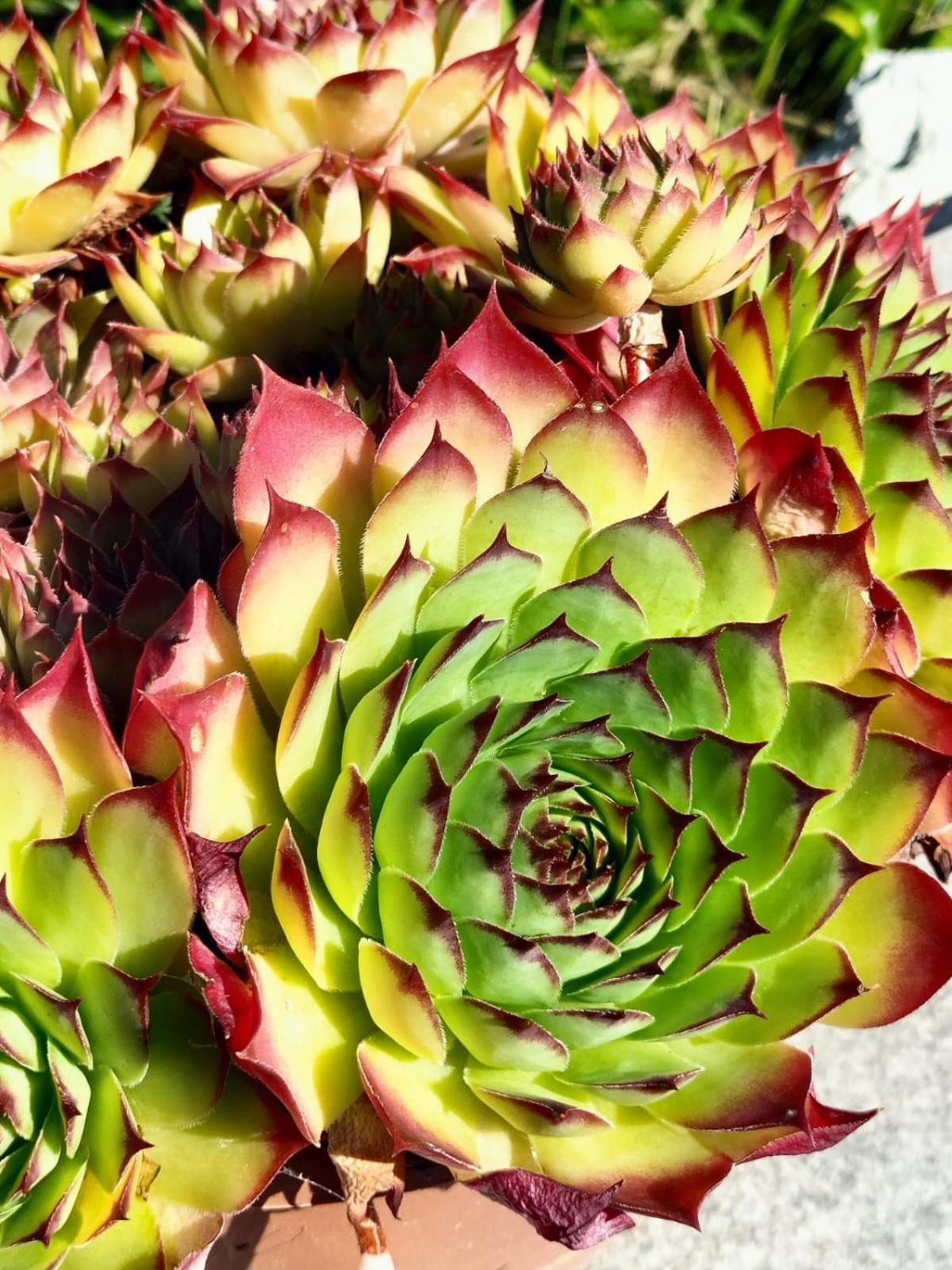 سانزينو I Girasoli المظهر الخارجي الصورة