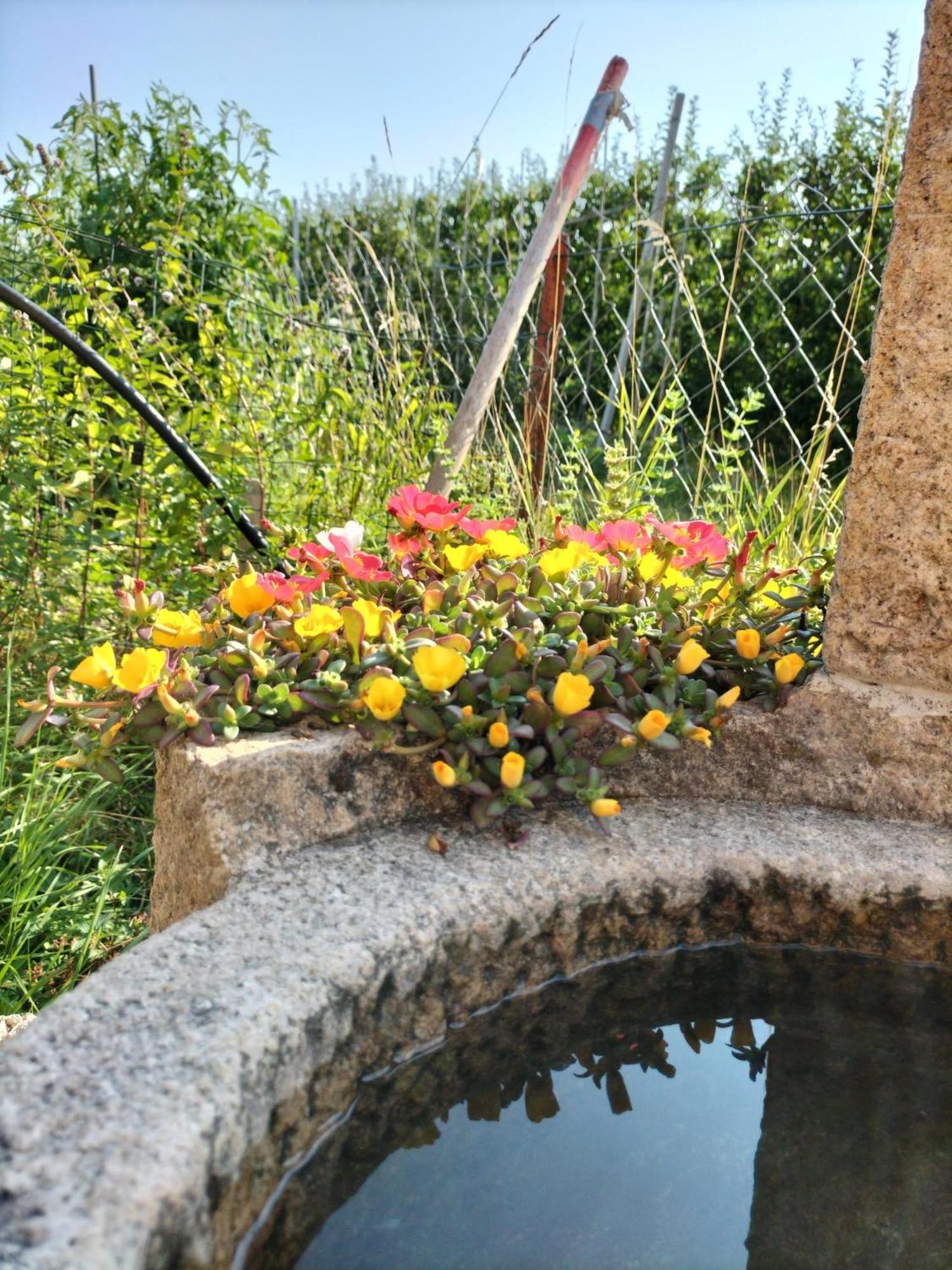 سانزينو I Girasoli المظهر الخارجي الصورة