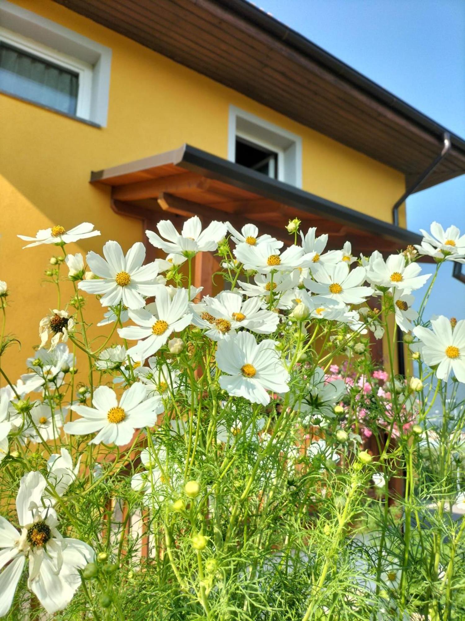 سانزينو I Girasoli المظهر الخارجي الصورة